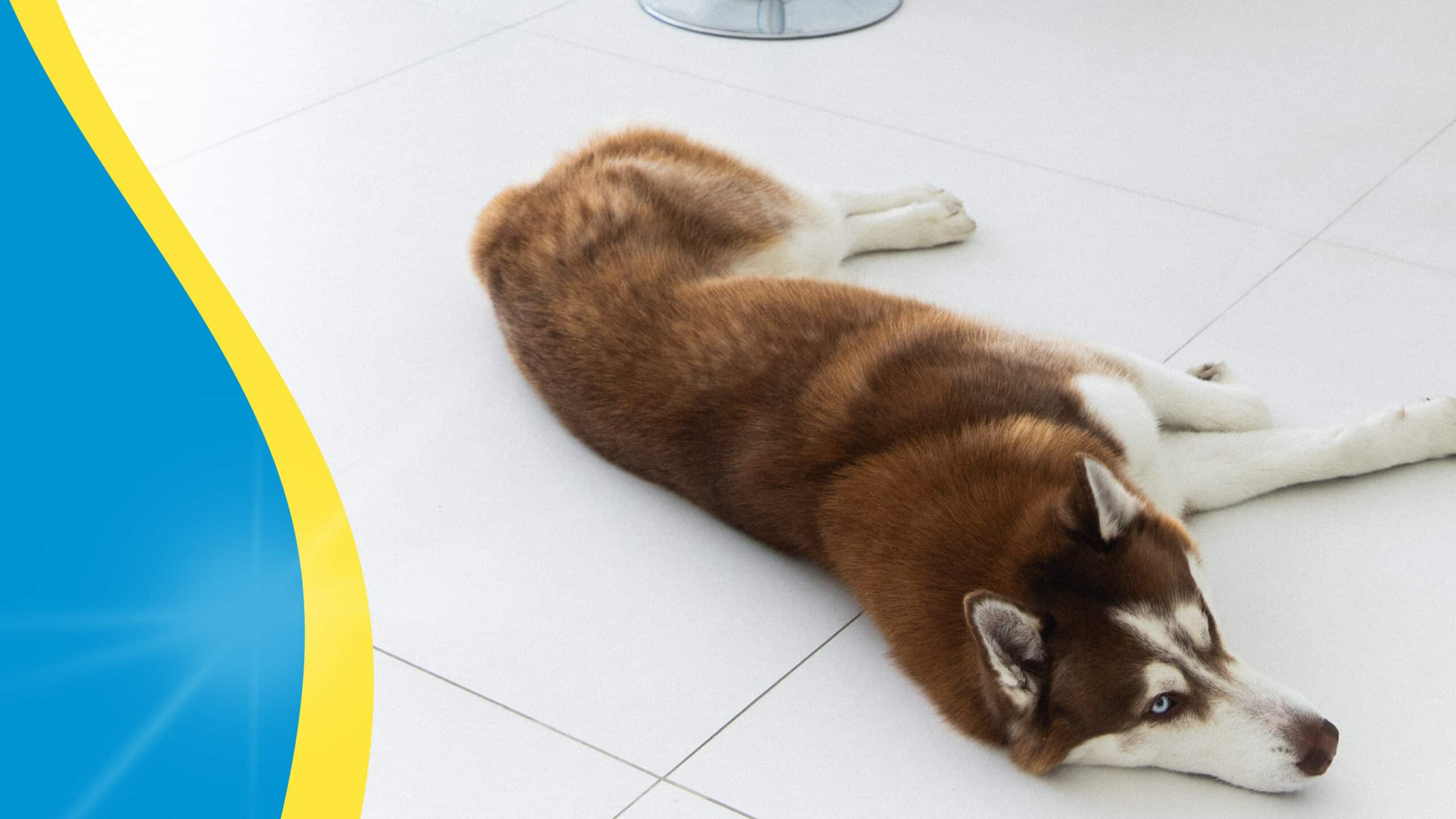 Simple Scrub is safe for cleaning around animals, like this husky dog lying on a linoleum floor.